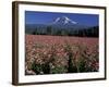 Trout Lake, Mt. Adams with Echinacea Flower Field, Washington, USA-Jamie & Judy Wild-Framed Photographic Print