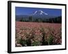 Trout Lake, Mt. Adams with Echinacea Flower Field, Washington, USA-Jamie & Judy Wild-Framed Photographic Print