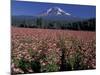 Trout Lake, Mt. Adams with Echinacea Flower Field, Washington, USA-Jamie & Judy Wild-Mounted Photographic Print