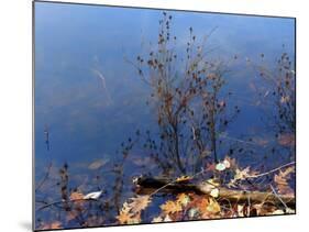 Trout Pond Autumn Nys-Anthony Paladino-Mounted Giclee Print