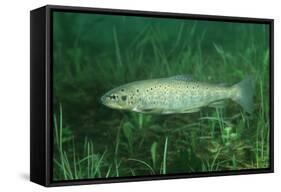 Trout (Salmo Trutta), Austria, Europe.-Reinhard Dirscherl-Framed Stretched Canvas