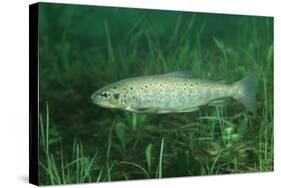 Trout (Salmo Trutta), Austria, Europe.-Reinhard Dirscherl-Stretched Canvas