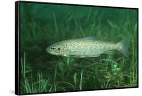 Trout (Salmo Trutta), Austria, Europe.-Reinhard Dirscherl-Framed Stretched Canvas