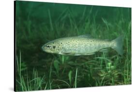 Trout (Salmo Trutta), Austria, Europe.-Reinhard Dirscherl-Stretched Canvas