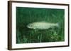 Trout (Salmo Trutta), Austria, Europe.-Reinhard Dirscherl-Framed Photographic Print