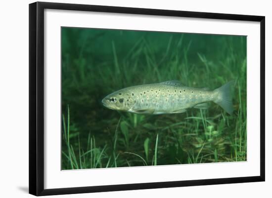 Trout (Salmo Trutta), Austria, Europe.-Reinhard Dirscherl-Framed Photographic Print