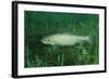 Trout (Salmo Trutta), Austria, Europe.-Reinhard Dirscherl-Framed Photographic Print