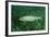 Trout (Salmo Trutta), Austria, Europe.-Reinhard Dirscherl-Framed Photographic Print