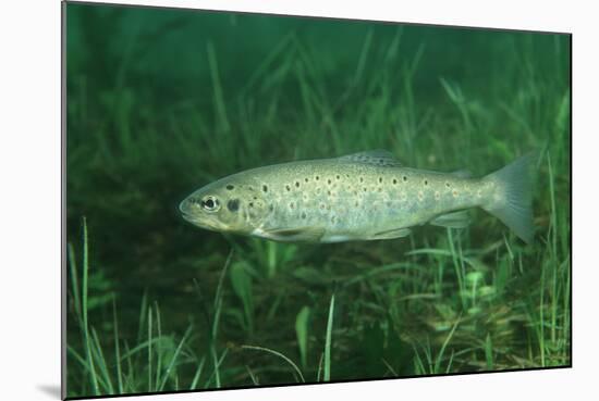 Trout (Salmo Trutta), Austria, Europe.-Reinhard Dirscherl-Mounted Photographic Print