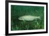 Trout (Salmo Trutta), Austria, Europe.-Reinhard Dirscherl-Framed Photographic Print