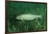 Trout (Salmo Trutta), Austria, Europe.-Reinhard Dirscherl-Framed Photographic Print