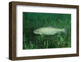 Trout (Salmo Trutta), Austria, Europe.-Reinhard Dirscherl-Framed Photographic Print