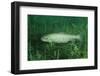 Trout (Salmo Trutta), Austria, Europe.-Reinhard Dirscherl-Framed Photographic Print