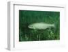 Trout (Salmo Trutta), Austria, Europe.-Reinhard Dirscherl-Framed Photographic Print