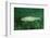 Trout (Salmo Trutta), Austria, Europe.-Reinhard Dirscherl-Framed Photographic Print