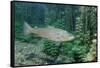 Trout (Salmo Trutta), Germany-Reinhard Dirscherl-Framed Stretched Canvas