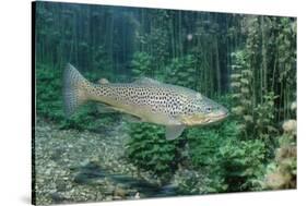 Trout (Salmo Trutta), Germany-Reinhard Dirscherl-Stretched Canvas