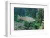 Trout (Salmo Trutta), Germany-Reinhard Dirscherl-Framed Photographic Print