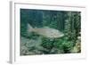 Trout (Salmo Trutta), Germany-Reinhard Dirscherl-Framed Photographic Print