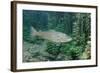 Trout (Salmo Trutta), Germany-Reinhard Dirscherl-Framed Photographic Print