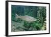 Trout (Salmo Trutta), Germany-Reinhard Dirscherl-Framed Photographic Print