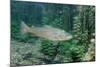 Trout (Salmo Trutta), Germany-Reinhard Dirscherl-Mounted Photographic Print