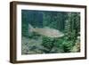 Trout (Salmo Trutta), Germany-Reinhard Dirscherl-Framed Photographic Print