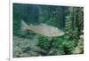 Trout (Salmo Trutta), Germany-Reinhard Dirscherl-Framed Photographic Print