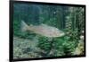 Trout (Salmo Trutta), Germany-Reinhard Dirscherl-Framed Photographic Print