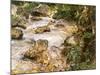 Trout Stream in the Tyrol, 1914-John Singer Sargent-Mounted Giclee Print