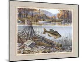 Trout under Water-Ron Jenkins-Mounted Art Print