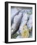 Trout with Lemon Halves and Herbs Ready for Grilling-Eising Studio - Food Photo and Video-Framed Photographic Print