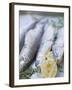 Trout with Lemon Halves and Herbs Ready for Grilling-Eising Studio - Food Photo and Video-Framed Photographic Print