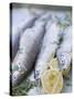 Trout with Lemon Halves and Herbs Ready for Grilling-Eising Studio - Food Photo and Video-Stretched Canvas