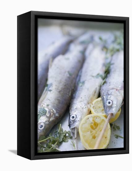 Trout with Lemon Halves and Herbs Ready for Grilling-Eising Studio - Food Photo and Video-Framed Stretched Canvas