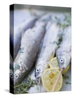 Trout with Lemon Halves and Herbs Ready for Grilling-Eising Studio - Food Photo and Video-Stretched Canvas