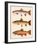 Trout-Joseph Tomelleri-Framed Art Print