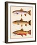 Trout-Joseph Tomelleri-Framed Art Print