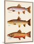 Trout-Joseph Tomelleri-Mounted Art Print