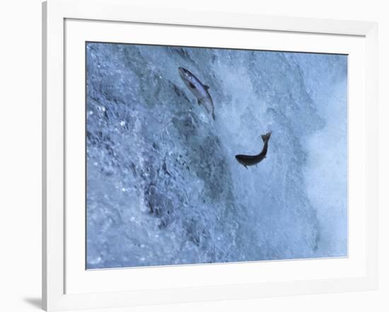 Trout-null-Framed Photographic Print