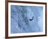 Trout-null-Framed Photographic Print