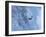 Trout-null-Framed Photographic Print