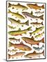 Trout-English School-Mounted Giclee Print