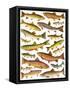 Trout-English School-Framed Stretched Canvas