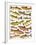 Trout-English School-Framed Giclee Print