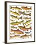 Trout-English School-Framed Giclee Print