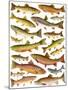 Trout-English School-Mounted Giclee Print