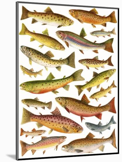 Trout-English School-Mounted Premium Giclee Print