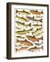 Trout-English School-Framed Giclee Print
