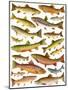 Trout-English School-Mounted Giclee Print
